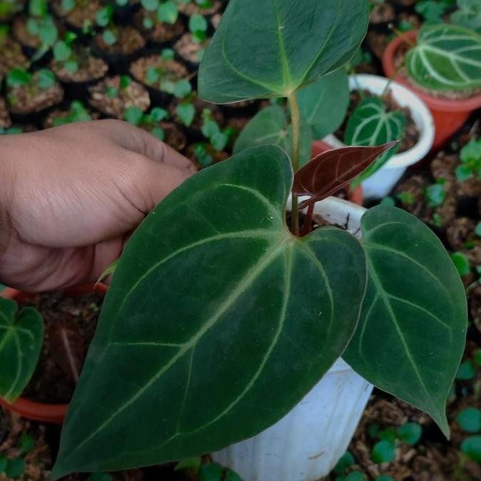 Tanaman Hias Anthurium Ace Of Spades X Papillilaminum X1 - Realpict