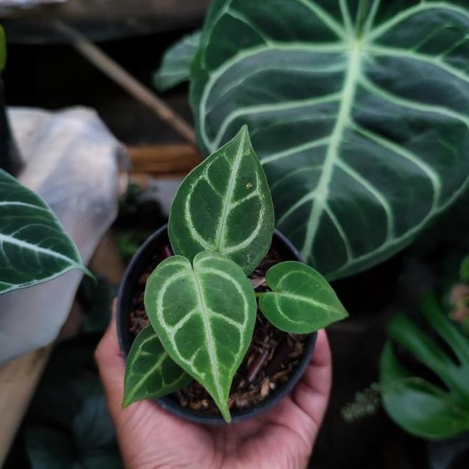 Anthurium Regale X Dorayaki Original Seedling Pilihan Bibit