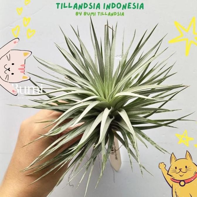 Promo Tillandsia Houston 'Cotton Candy - Air Plants Tanaman Udara COD