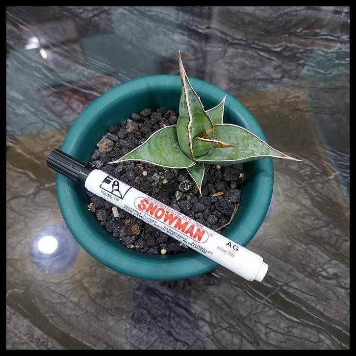 HOT DEAL SANSEVIERIA - SANSE PINGUICULA VARIGATA 5-1-2022 