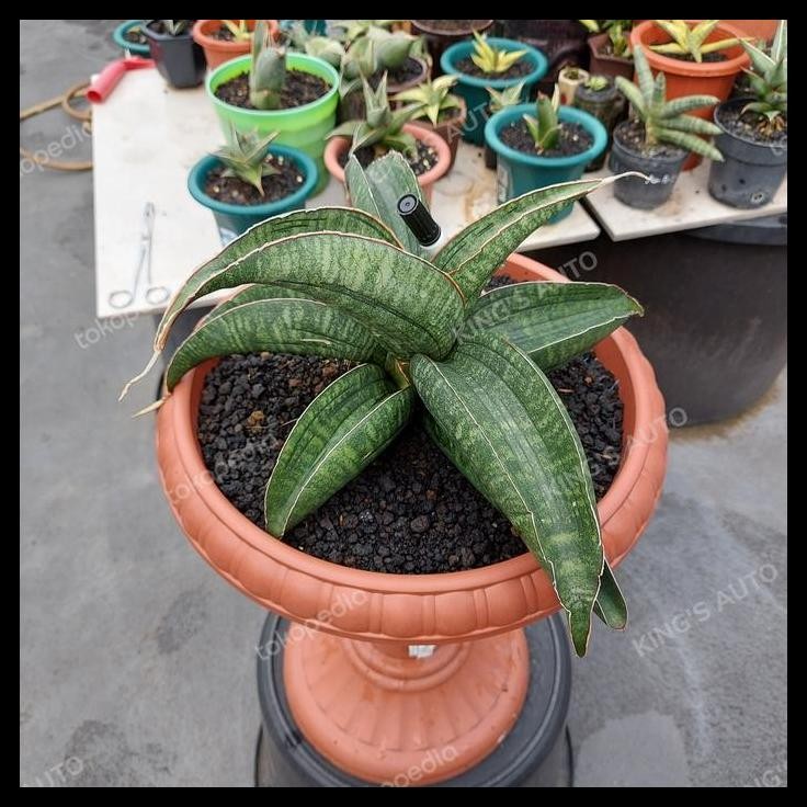 TERBARU SANSE - SANSEVIERIA SINUS ZIMBABWE 8-11-2011 