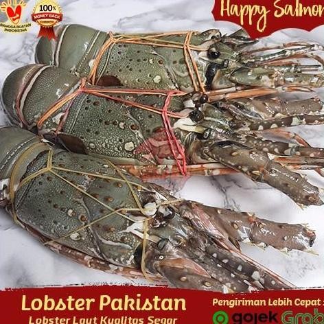 

Promo!!! Lobster Pakistan Segar 1Kg Isi 3-4 Ekor/Lobster Laut Segar