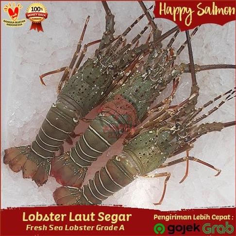 

Lobster Laut Fresh Segar Murah 1 Kg 6-7 Ekor (Free Box)