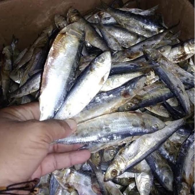 

Ikan Asin Ikan Tembang 250Gr