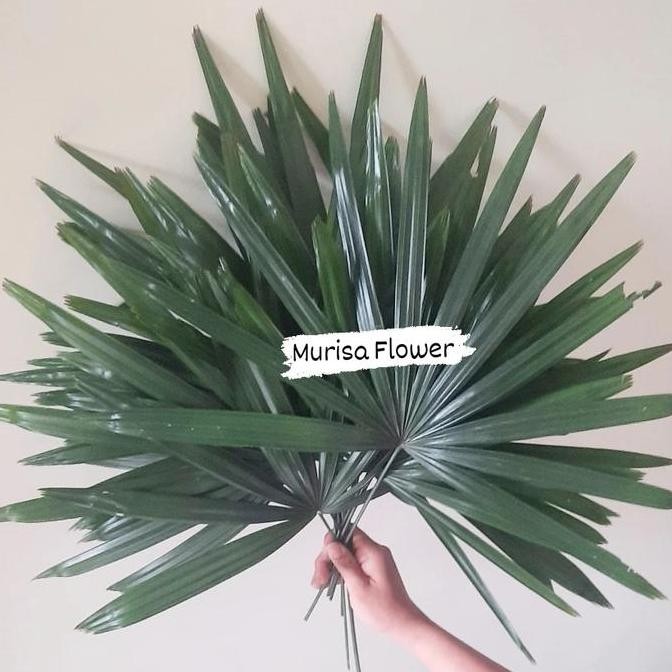 

Daun palem wregu segar per ikat isi -/+ 10 tangkai