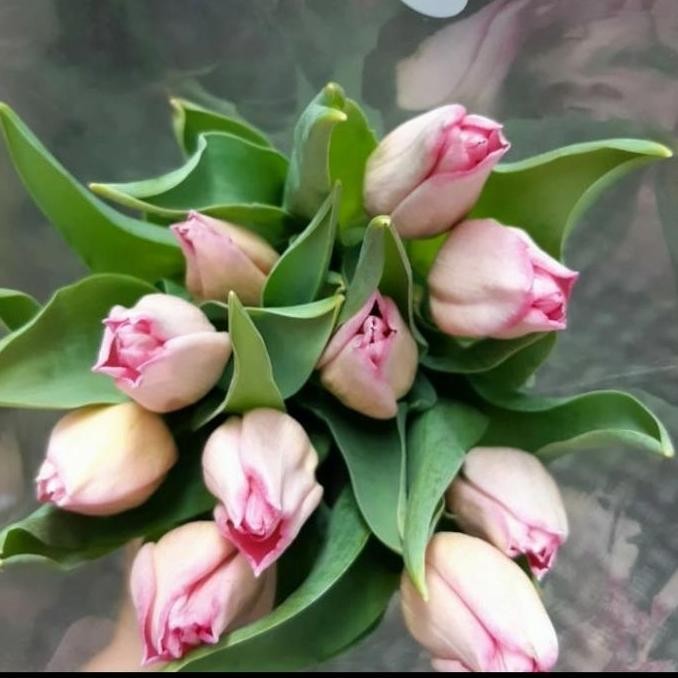bunga tulip fresh asli