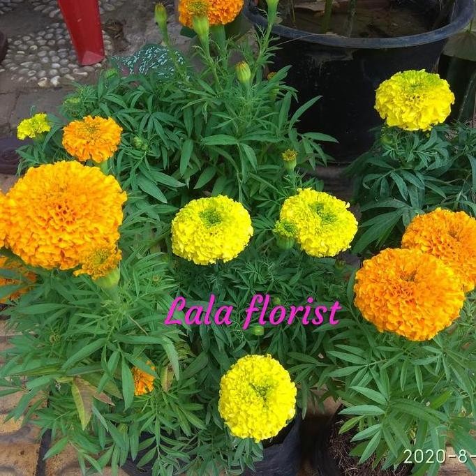 tanaman bunga marigold + pot putih