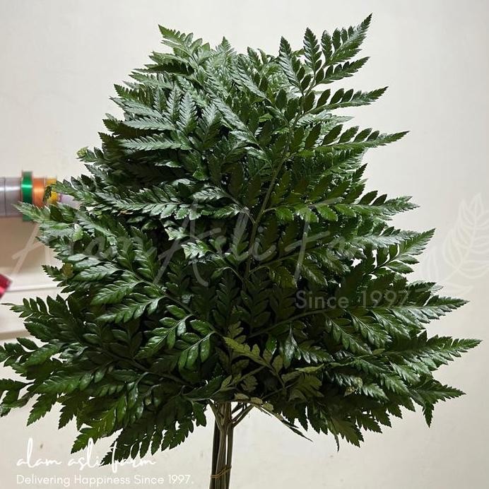 

Daun Pakis Segar Per 10 Tangkai Untuk Dekorasi, Fresh Leatherleaf