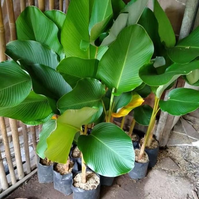 TANAMAN HIAS PISANG CALATEA/PISANG2AN/MURAH