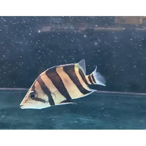 Ikan Hias datz borneo 3 bar Ikan Air Tawar Predator Aquarium Kolam Tankmate Predator