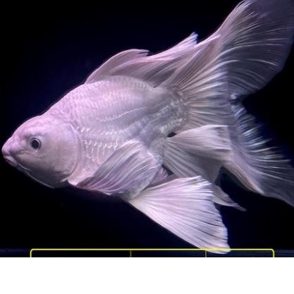 Ikan Hias Butterfly Koi SB Platinum Import huidelong 6-9 cm Ikan Hias Air Tawar Aquarium Kolam