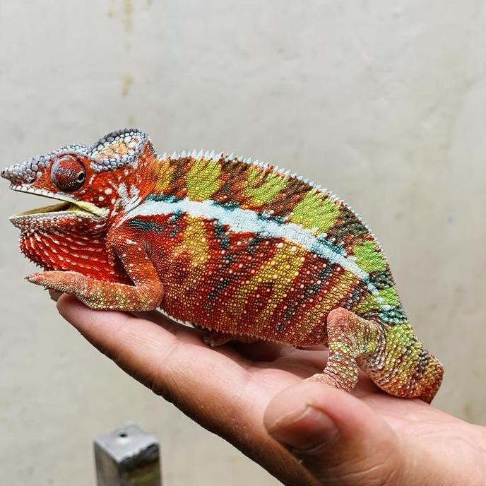 CHAMELEON PANTHER AMBILOBE