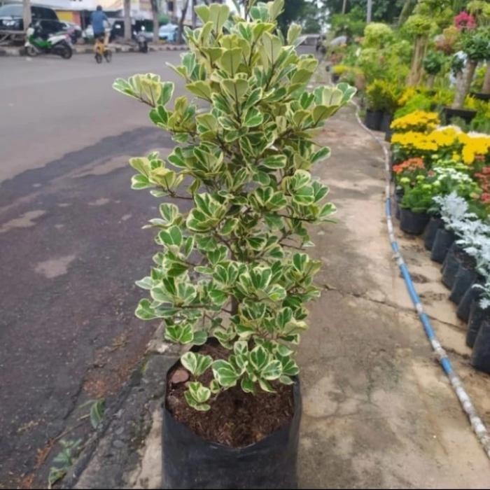 Tanaman Hias Beringin Kupu-Kupu / Ficus Tinggi 1 Mtr + Pot Putih Termurah Best Quality 100% Original