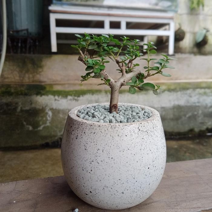 Bonsai Sancang Mini + Pot - Tanaman Hias Siap Pajang New Best Quality 100% Original