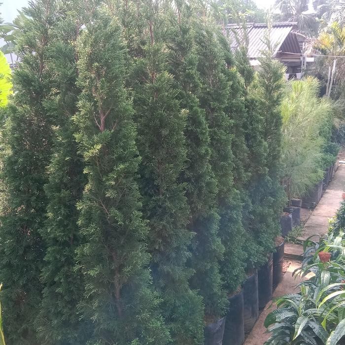 Pohon Cemara Lilin 2 Meter Tanaman Terlaris Best Quality 100% Original