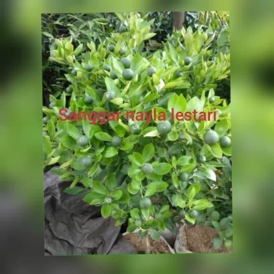 

Jual Jeruk Limau Jumbo/Jeruk Sambal/Tanaman Buah Murah New Best Quality 100% Original