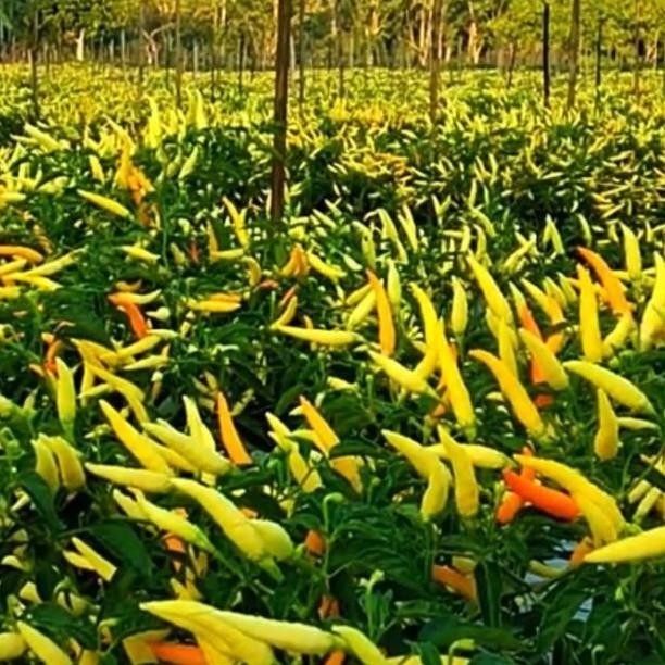 Gd-324 {100 Biji} Benih Cabe Dewata 43 F1 Repack Original