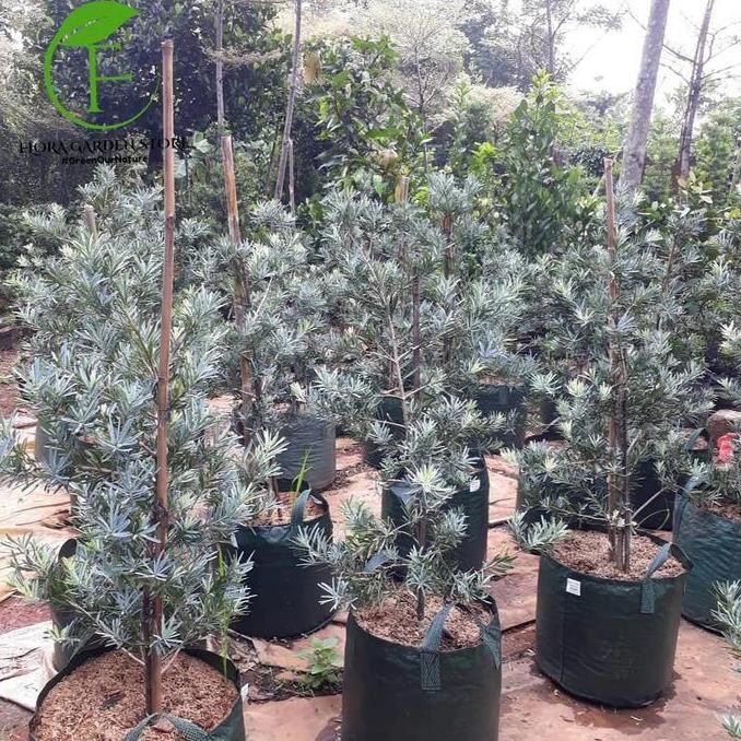 TERMURAH - Tanaman Hias Lohansung Silver - Pohon Lohansung Silver Blue Ice - Lohansung