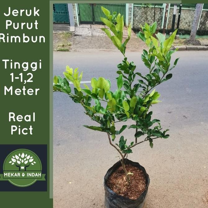 NEW pohon jeruk purut besar, tanaman jeruk purut rimbun