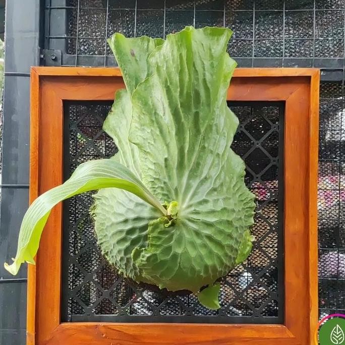 TERLARIS - PLATYCERIUM ERAWAN MADAGASCARIENSE X ELEPHANTOTIS