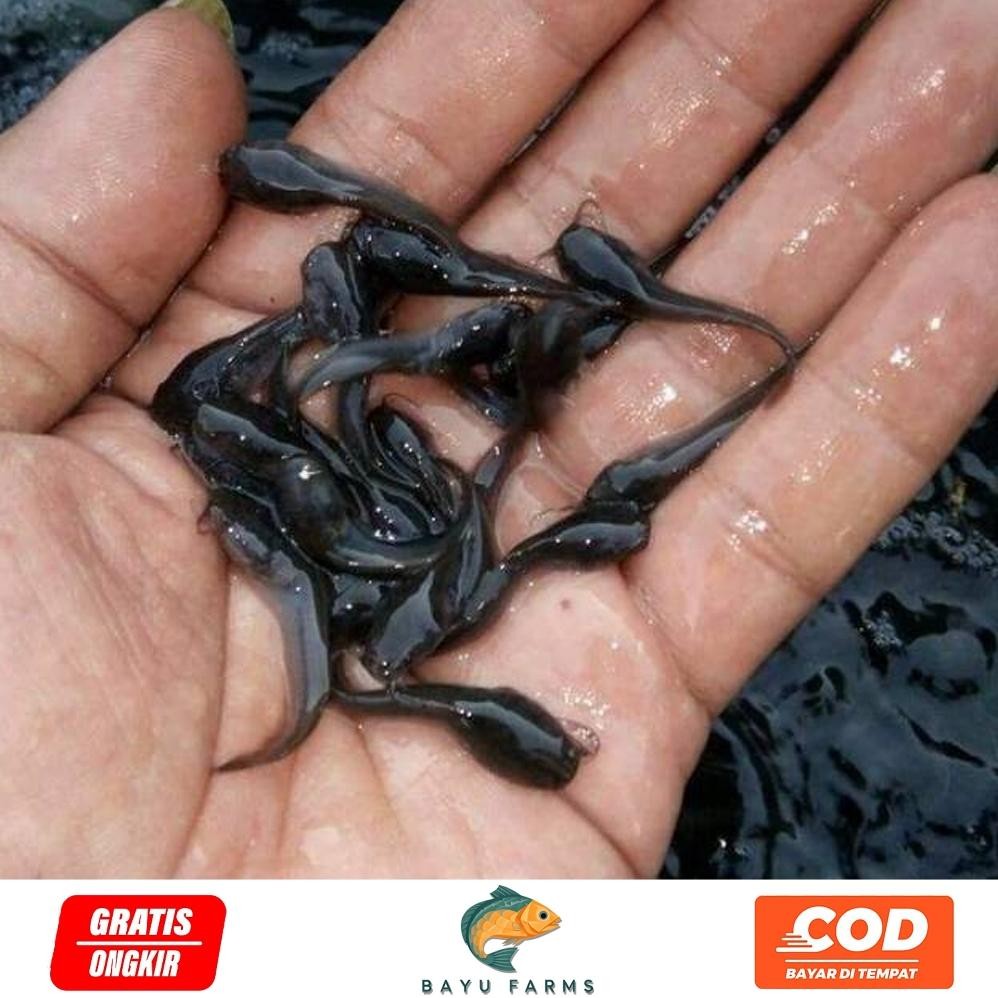 Bibit Lele Isi 100 Ekor DiM