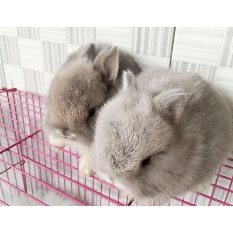 Kelinci Mini Dwarf + pakan DiM