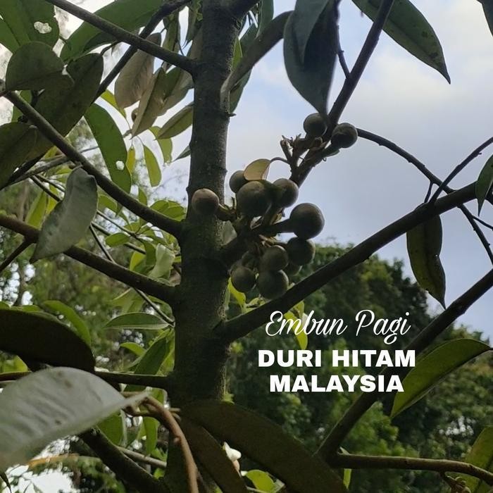 Bibit Durian Duri Hitam Malaysia Atau Oche Berbungga Original Dan Terpercaya