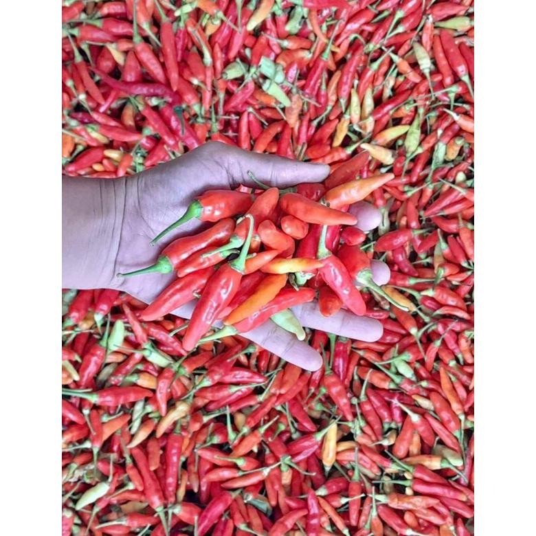 

Harga Terjangkau Cabe Merah Rawit Ori 1Kg