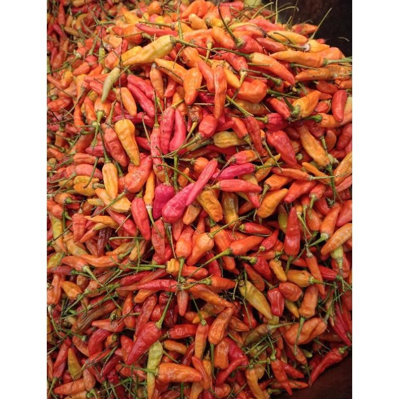 

Cod Cabe Rawit 1Kg Fresh Termurah !!!