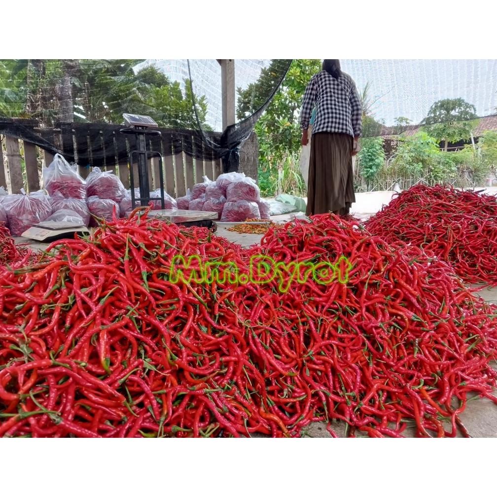 

Paling Dicari [ Jatim Saja ] Cabe Merah Keriting 1Kg / Cabe Keriting Merah 1Kilo / Cabai Keriting 1Kg Fresh Segar Panen Langsung Dari Petani