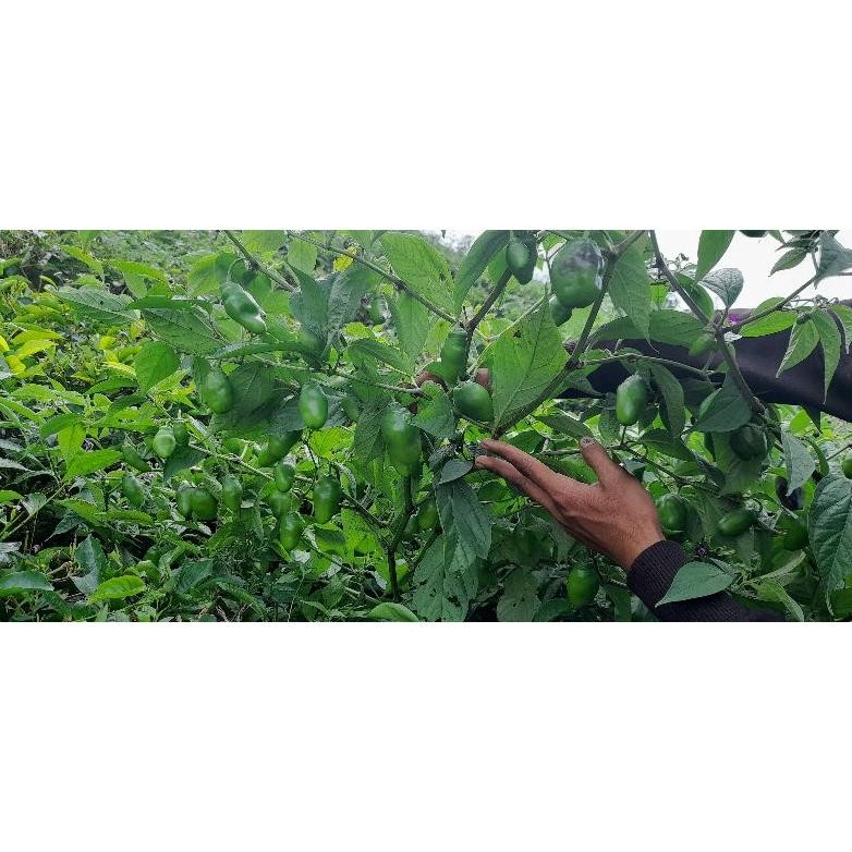 

Mudah Cabe Gendot ,Cabai Gendot 250Gram