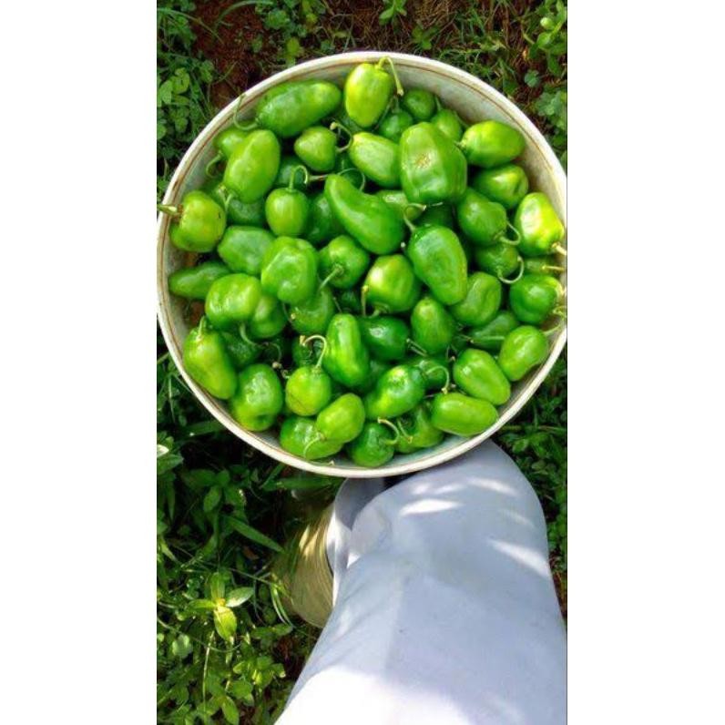 

Menarik Cabe Gendot Segar 1Kg - Fresh Langsung Dari Kebun