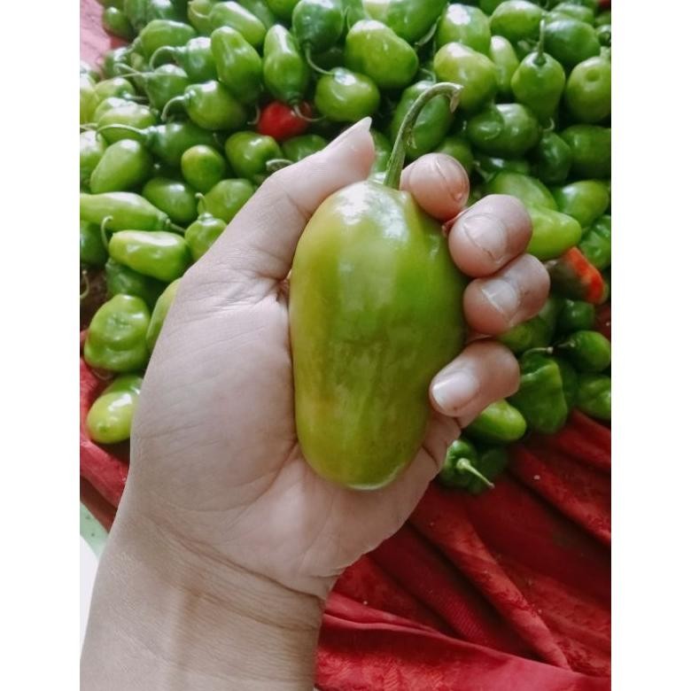 

Perhatian 1000 Gr Cabe Gendot Bandung