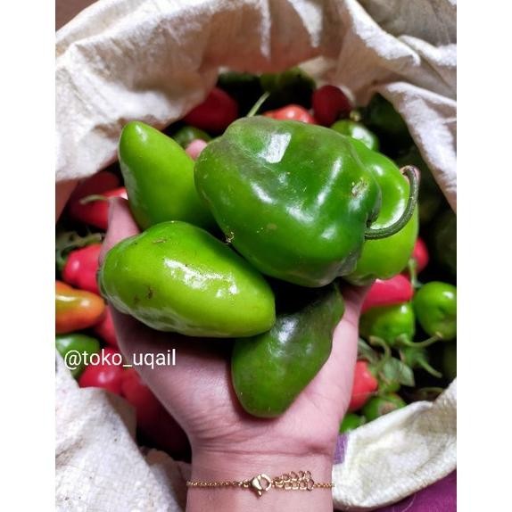 

Special Price Cabai Gendot Asli Dieng ( Promo Harga Termurah) Berat 1 Kg