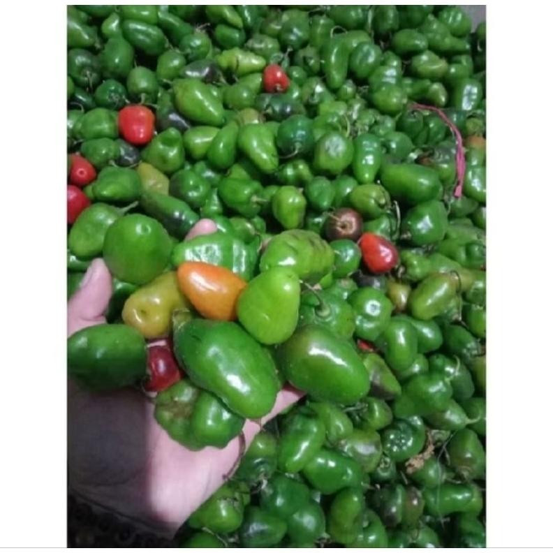 

Hemat Pete Cabe Gendot || Pete Pata Termurah 10Papan