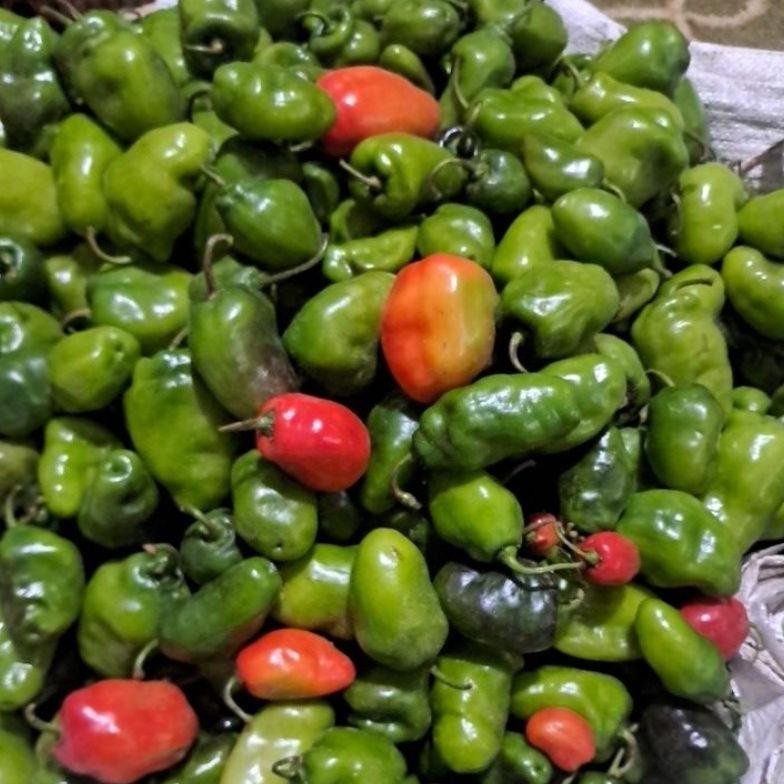 

Terlaris Cabe Gendot Organik Dieng 1 Kg (Harga Promo,Rusak Kami Ganti !)