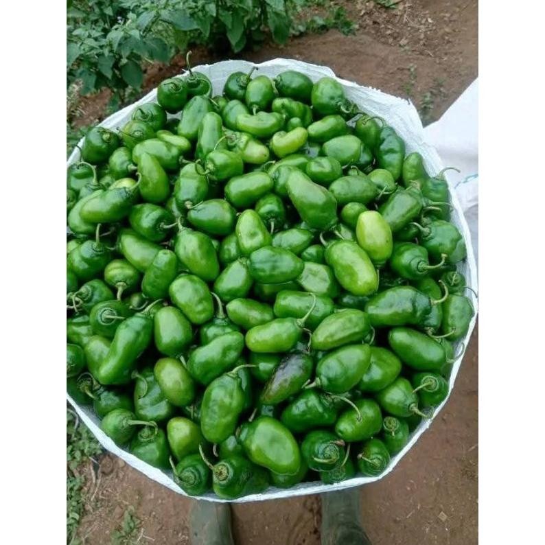 

Berkualitas Tinggi Cabe Gendot Segar 1Kg - Fresh Langsung Dari Kebun