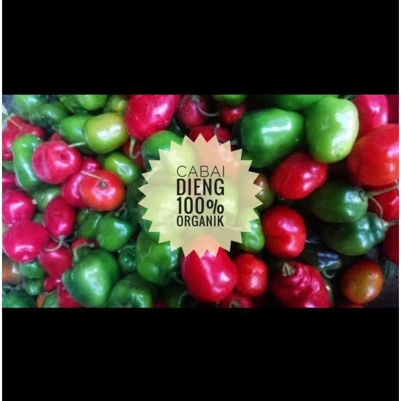 

Paling Laris Cabe Gendot Organik Dieng 1 Kg (Harga Promo,Rusak Kami Ganti !)