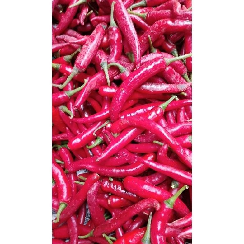 

Kenyamanan Cabe Merah Besar Tw Beauty Pedas Merah 1 Kg