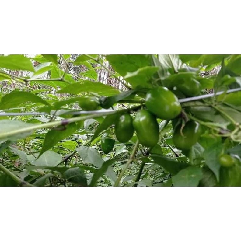 

Promo Cabe Gendot 1Kg Asli Dieng