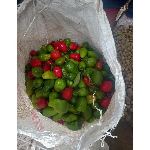 

Trendi Cabai Bandung Khas Dieng | Cabai Gendot | Cabai Segar