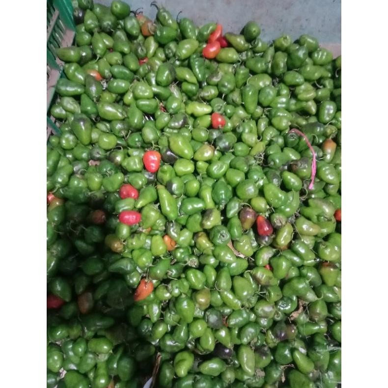 

New Cabe Gendot 500Gram