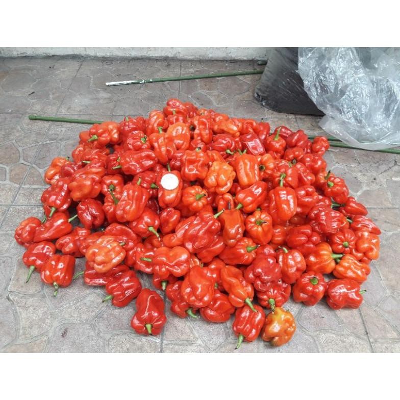 

Mudah Digunakan Biji Cabe Katokkon Super / Cabe Toraja Super Isi 20 Butir