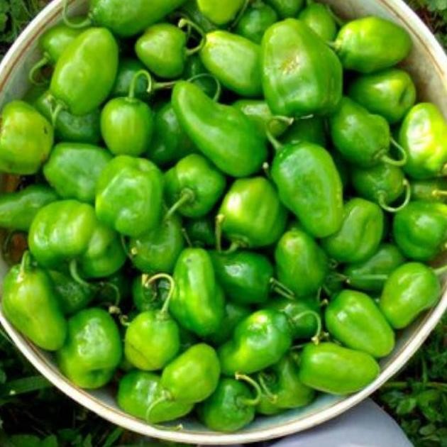 

Bisa Diandalkan 1 Kg Cabe Gendot Cabai Bendot Segar Teh Shaty