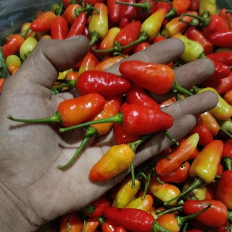 

Kenyamanan Cabe Rawit Fresh 1-Kg Lato-Lato