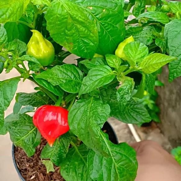

Cocok Tanaman Cabe Paprika - Cabai Gendot - Lombok Terpedas Di Dunia