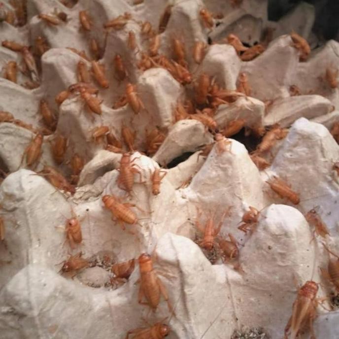 

TERMURAH TELUR JANGKRIK 2,5 ONS CAMPURAN MADU KUNYIT PAKAN BURUNG