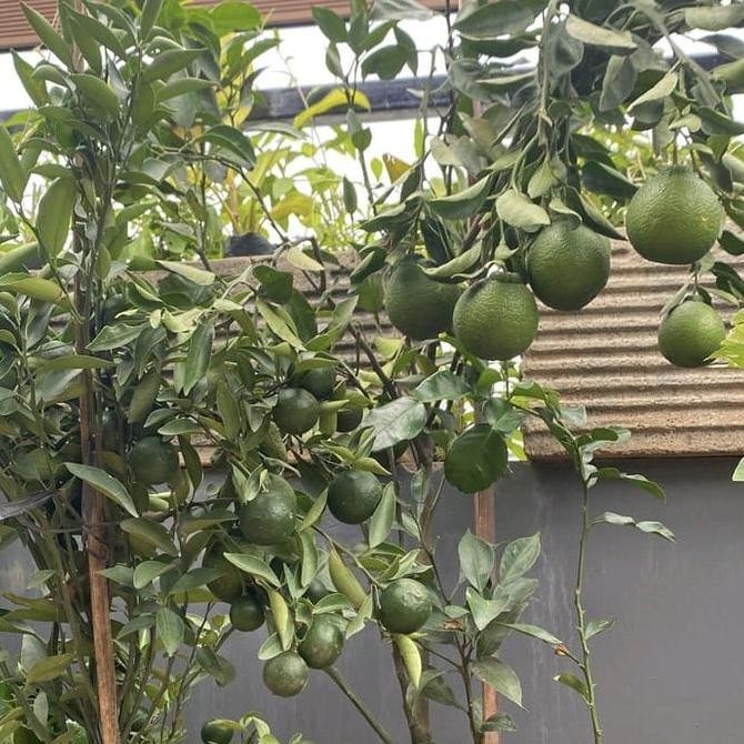 

TERMURAH BIBIT JERUK SANTANG MADU BERBUAH | COCOK UNTUK TANAM DI POT