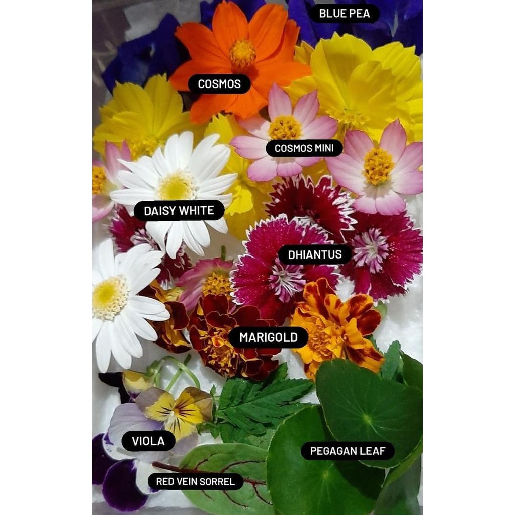 

LM Edible flowers