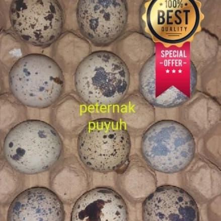 

TELUR PUYUH TETAS/FERTIL BIBIT UNGGUL